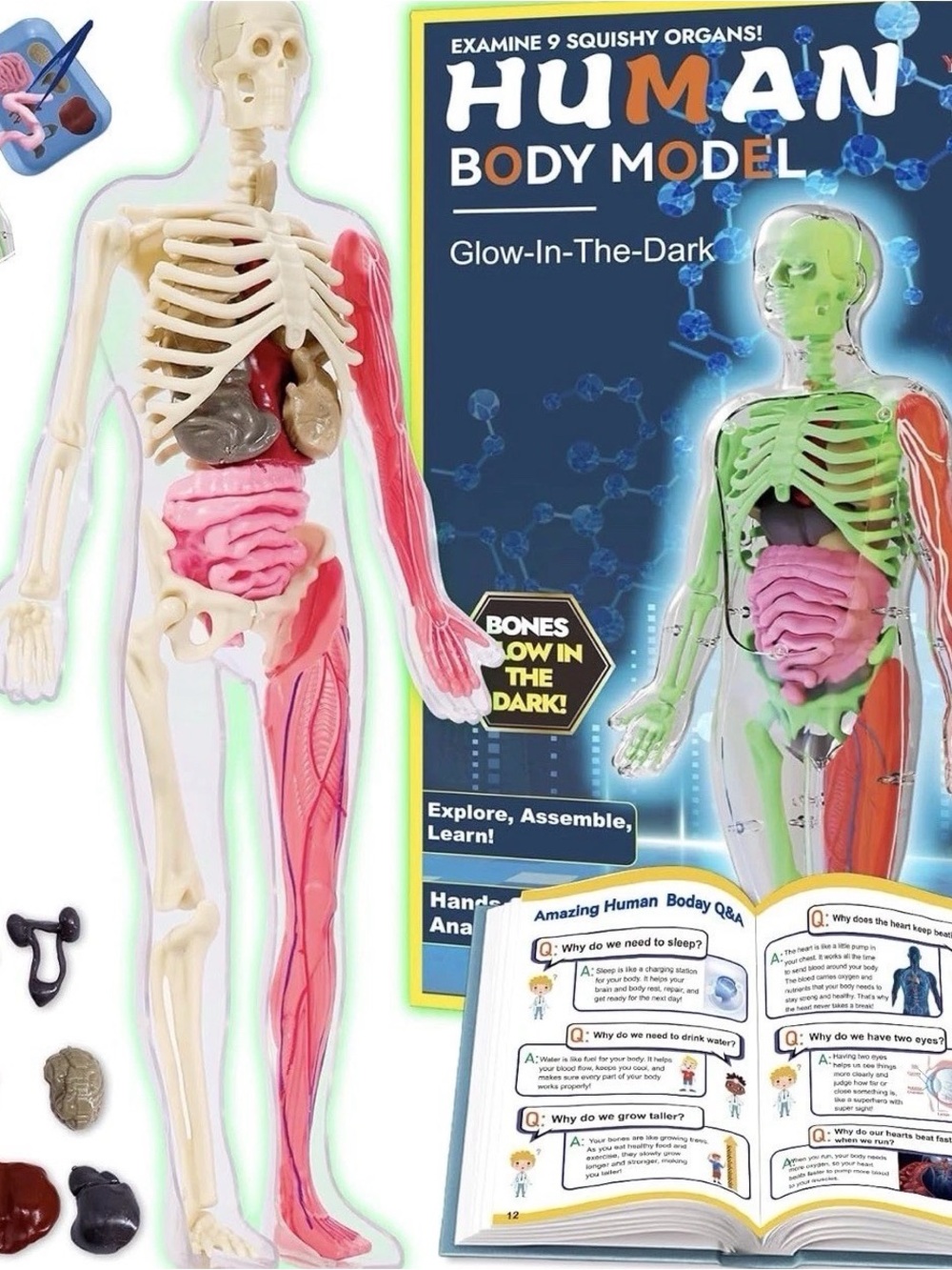 Glow-in-the-Dark Human Body Model Anatomy Toy - Pink and Cream